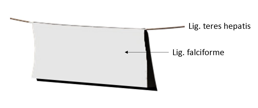 Leiden Schematic drawing round ligament and falciform ligament